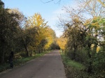 Herbst in der Naundorfer Straße